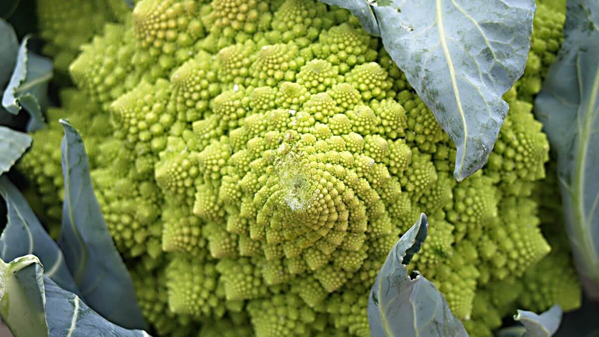 Brassicas bajo presión cómo proteger el cultivo frente al poniente seco del invierno (1).jpg